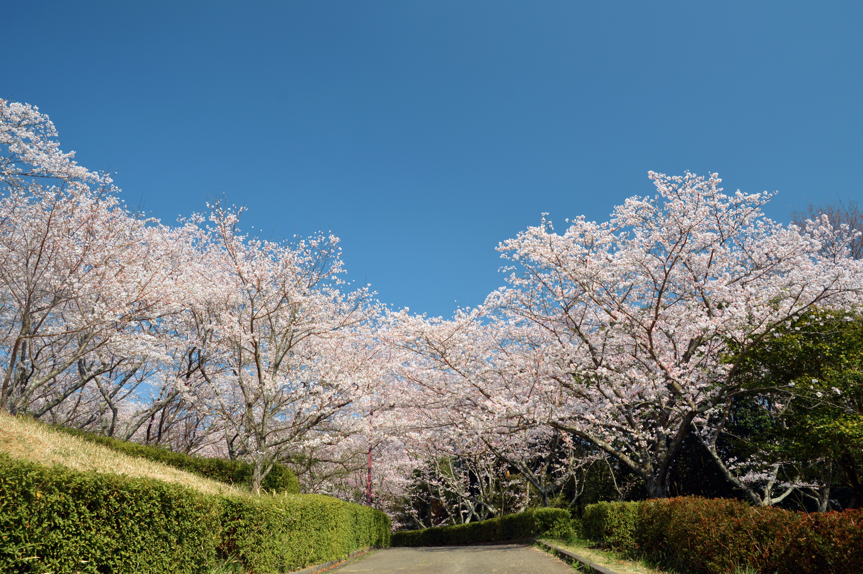 桜並木