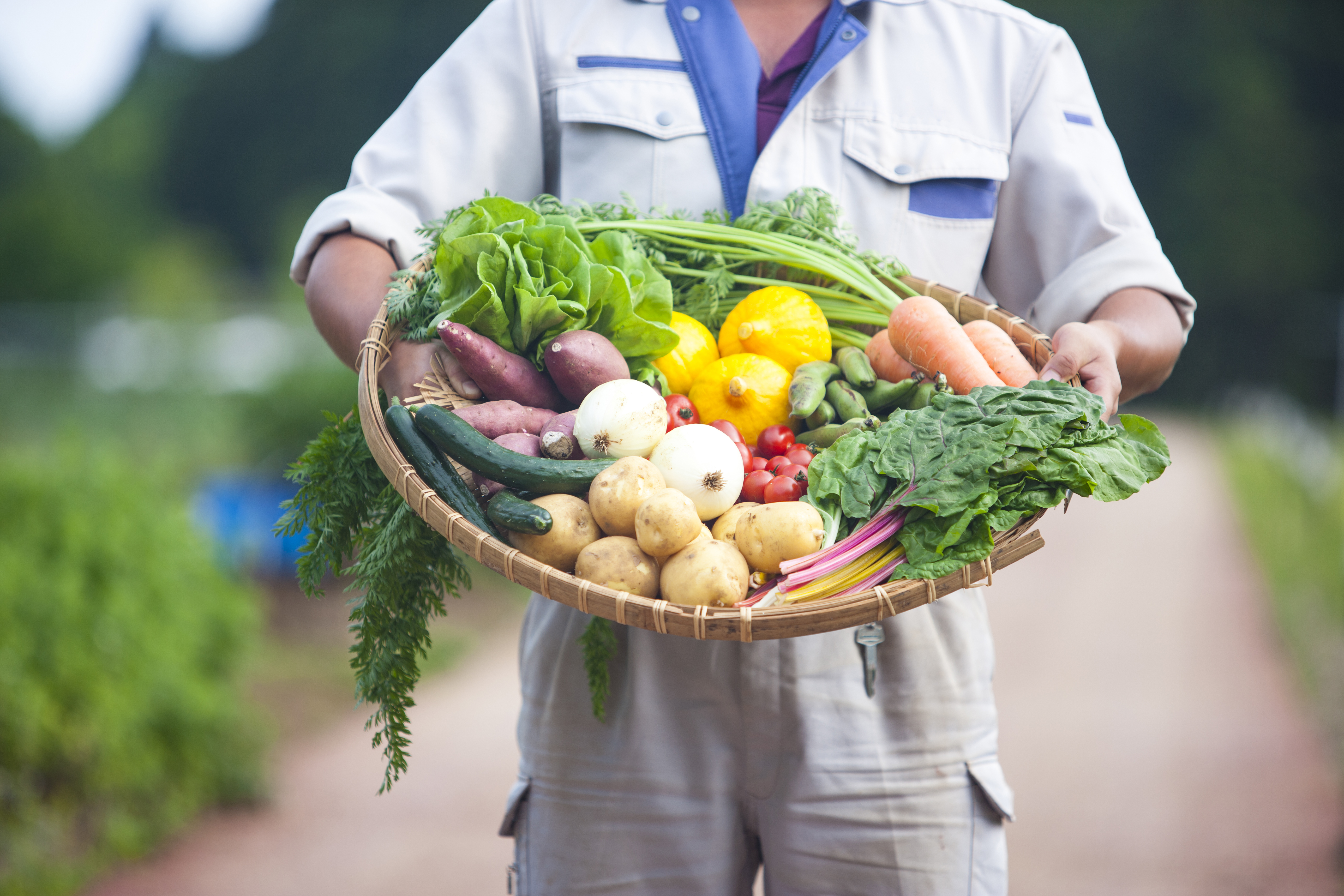 野菜を収穫する農家