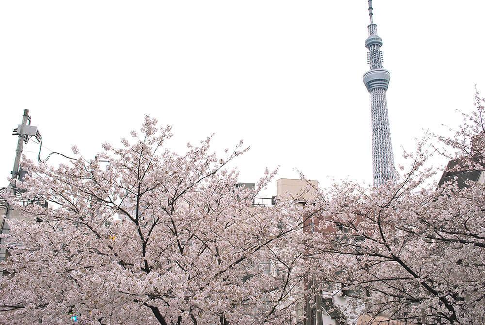 Hanami003