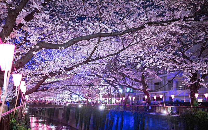 Hanami 1