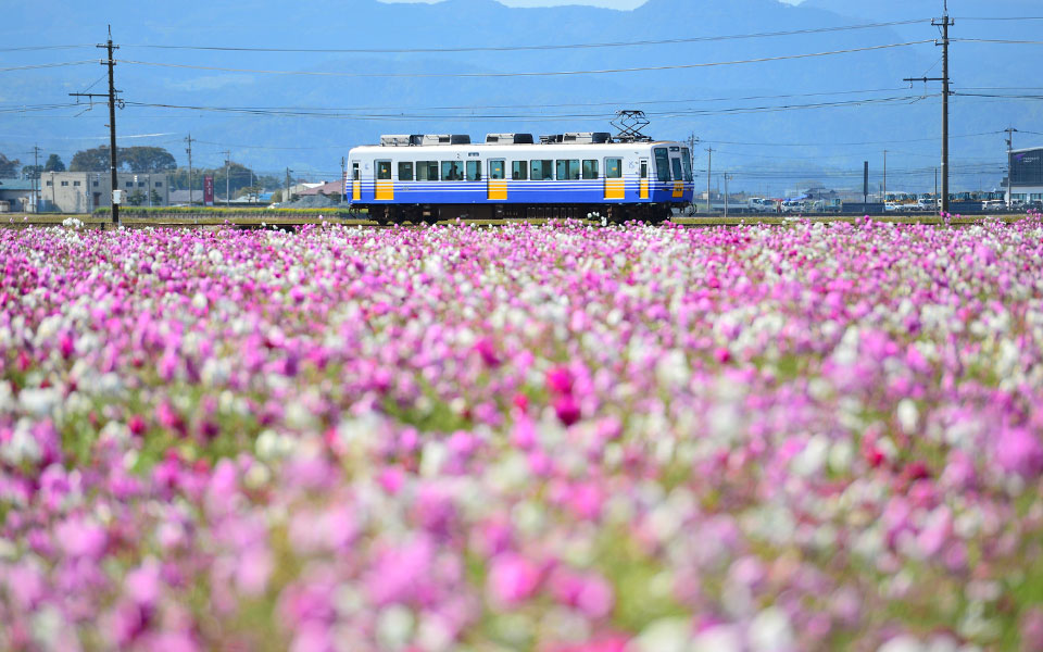 坂井市の景色