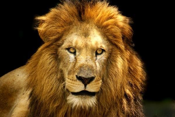 Toku Lion