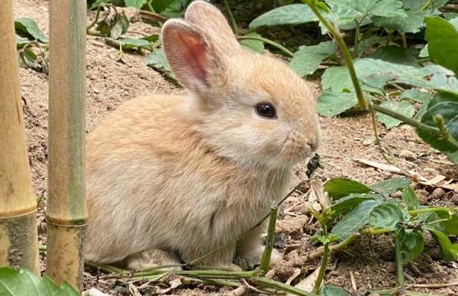 石川県加賀温泉 彩華の宿多々見 月うさぎの里