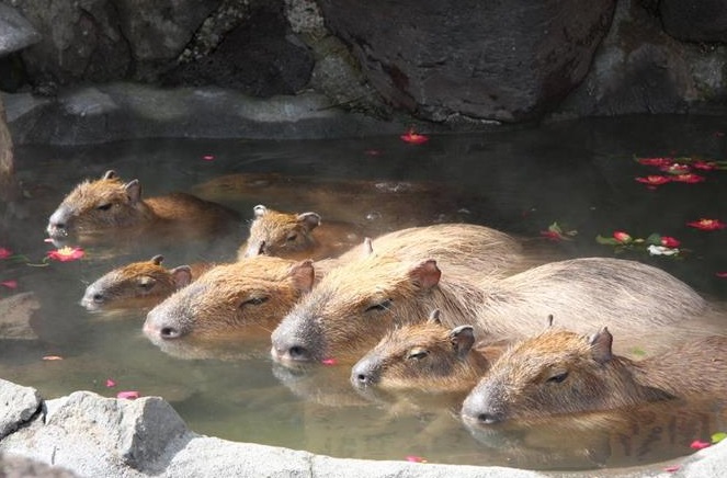静岡県 伊豆半島 グランピング カピバラ
