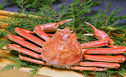 加賀かにプラン サムネ