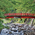 桂橋