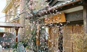 玄関横のしだれ梅 - 旅館すずらん