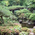 庭 - 芳野旅館