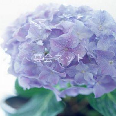紫陽花 - 割烹旅館あやめ