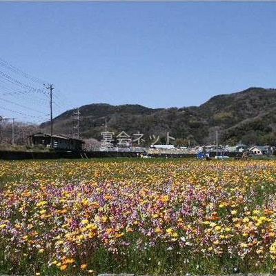 田んぼの花畑 - 彩雲 俺の家